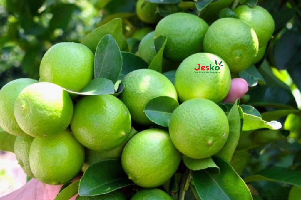 www.TheJesko.com