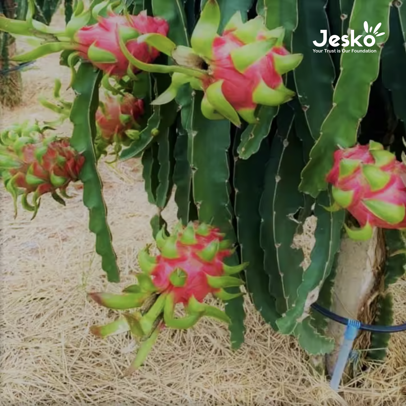 www.TheJesko.com