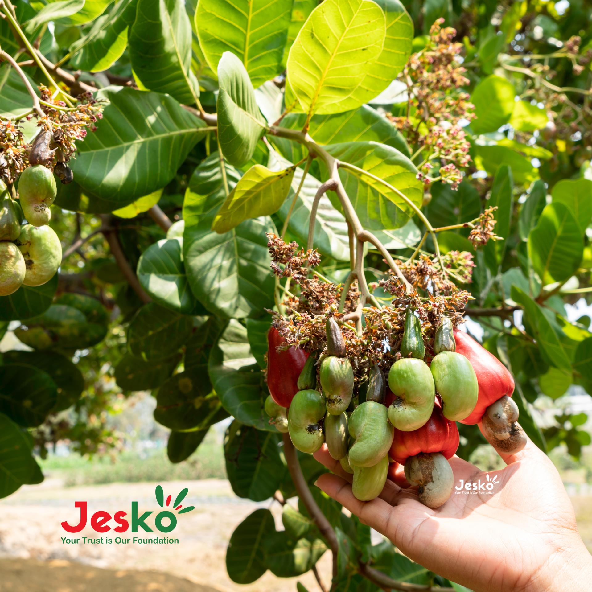 www.TheJesko.com