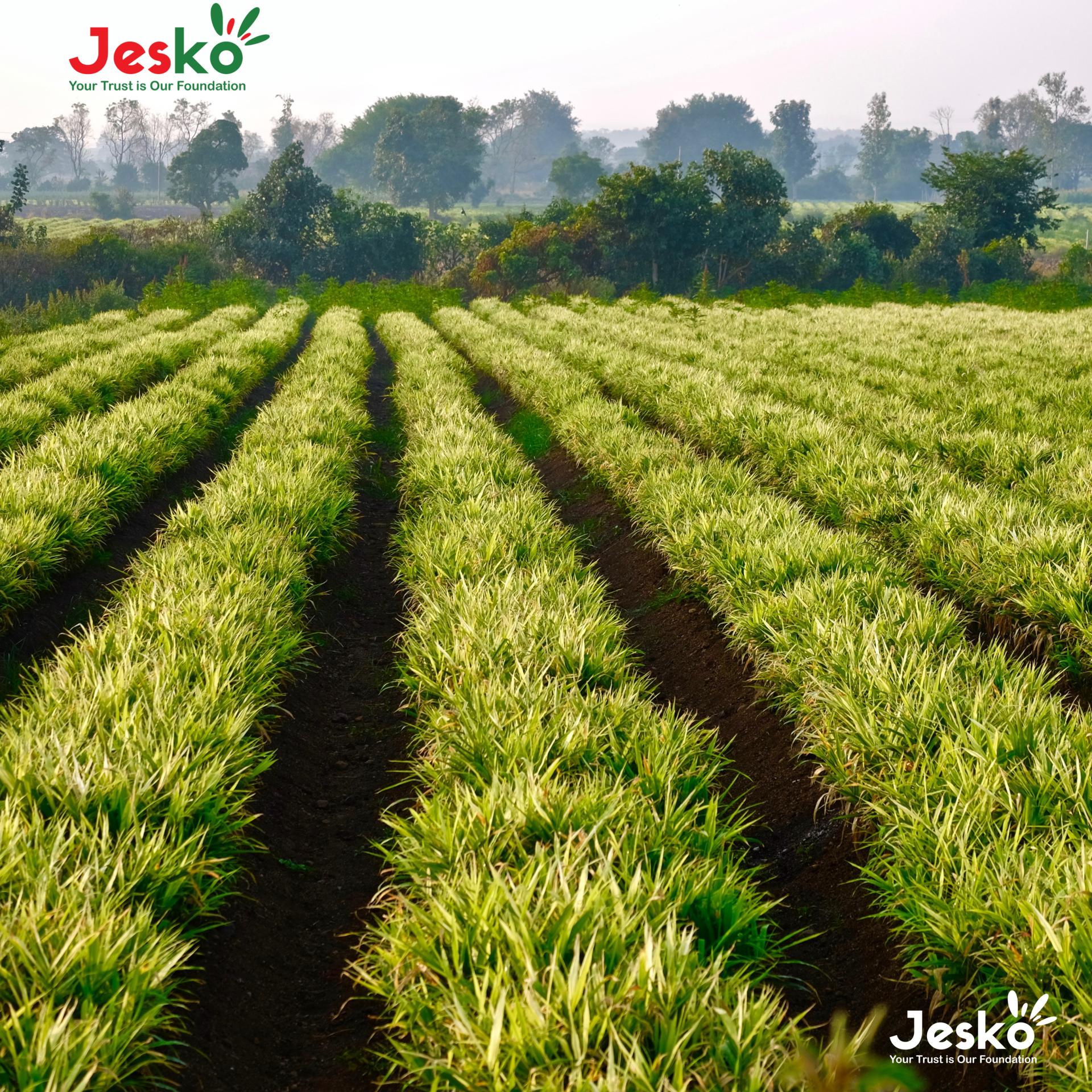 www.TheJesko.com