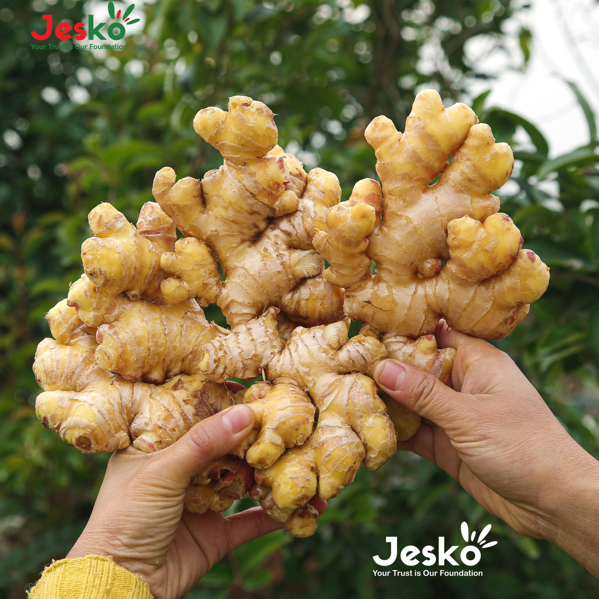 www.TheJesko.com