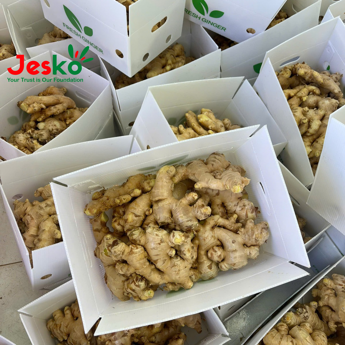 www.TheJesko.com