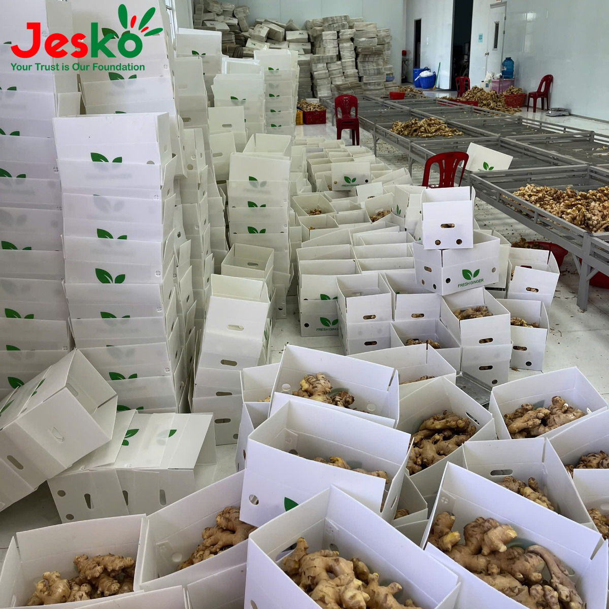 www.TheJesko.com